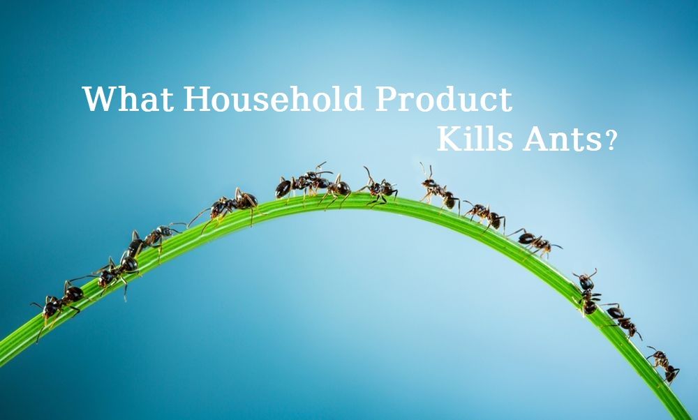 kills ants